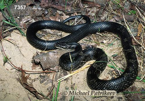 Black Rat Snake (Elaphe obsoleta alleghaniensis)